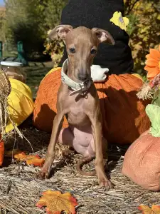 Italienisches Windspiel - Vedetta