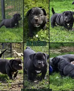Amerikai Bully - Pocket - Ak Bully Mvp Darko
