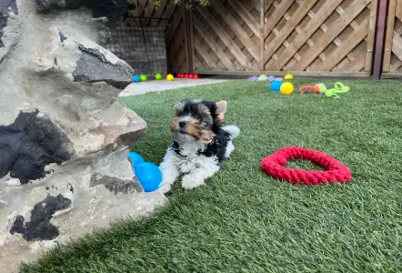 Biewer Terrier - Panda