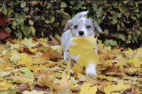 Cardigan welsh corgi - Abigale Ebonite Exclusive