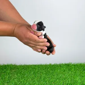 Boston Terrier - Koralle