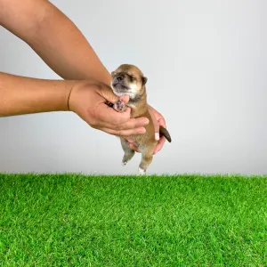 Shiba inu - Yamato