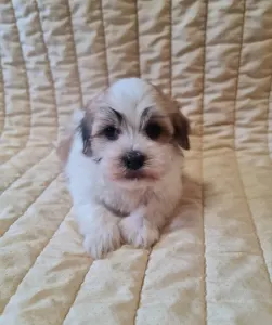 Havanese - Spike