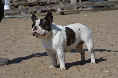 Amerikai staffordshire terrier - Christmas Dragons Kennel