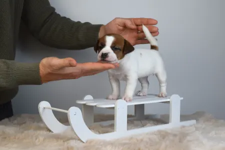 Jack Russell Terrier - Gold Leash Uno