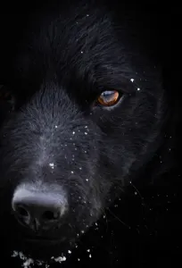 Kuvasz - Vesszőshalmi