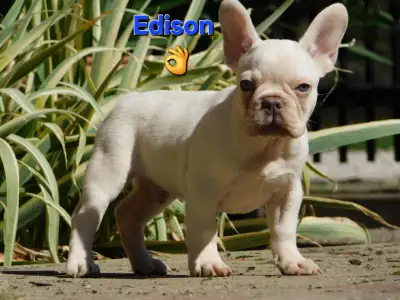 French Bulldog - Edison