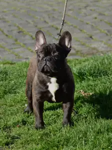 French Bulldog - Brillant Sang Royal Waren