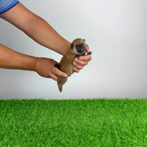 Shiba Inu - Tako