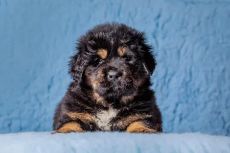 Tibetan Mastiff - Marlon Brando