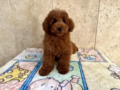 Pudeli de jucarie si pitici - Enzo