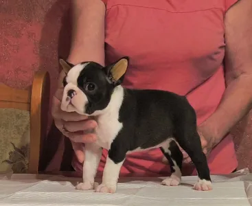 Boston Terrier - Medy