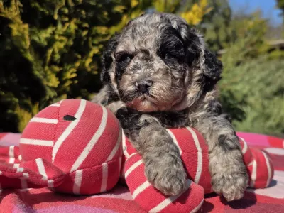 Cavapoo - Cedrick
