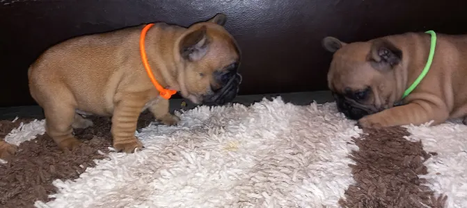 French Bulldog - Miora Frenchie Piper