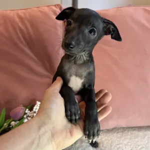 Italian Greyhound - Carina
