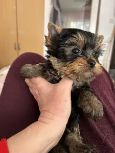 Yorkshire Terrier - Karolina