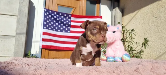 American Bully - Exotic - Csoki