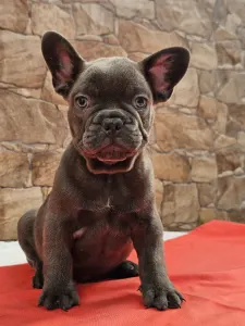 Francuski buldog - Dani