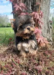 Yorkshire Terrier - Shelly