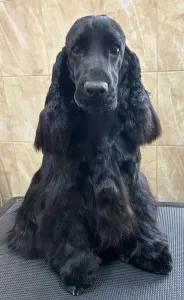 Englischer Cocker Spaniel - Amor