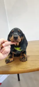 Dachshund - Aramis Noble Knight