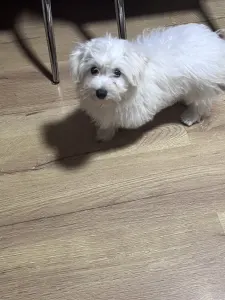 Coton de Tulear - Bubble