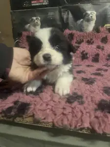 Border Collie - Seal Fehér Szuka