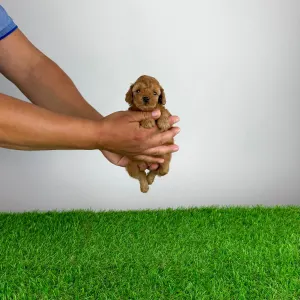 Poodle Toy - Smile