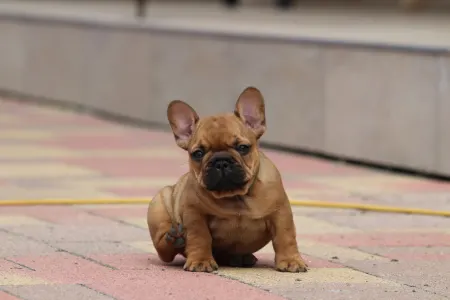 Francia bulldog - Ultron