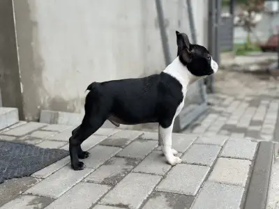 Boston Terrier - Yuma Nero Di Angelo