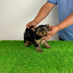 Yorkshire Terrier - Wiwi