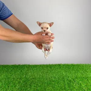 Chihuahua - Wilson