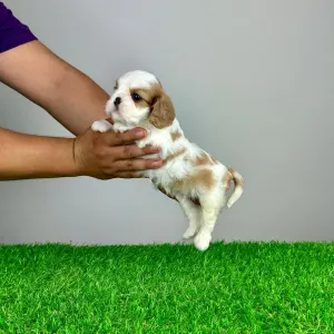 Cavalier King Čarles Španiel - Safir