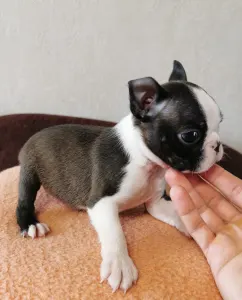 Boston Terrier - Wide Wings Bunny