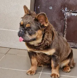 Bulldog francese - Blue Tan Fuffy Female