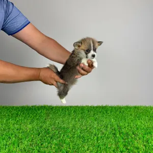 Corgi galez Pembroke - Pickles