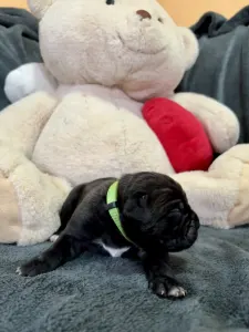 Cane Corso Italiano - Sonja