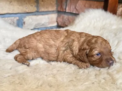Cavapoo - Nina