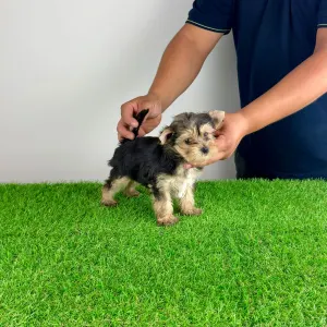 Yorkshire terrier - Error