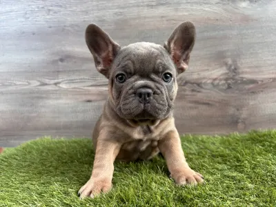 Francia bulldog - Mia