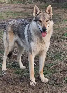 Wilczak czechosłowacki - Wolf