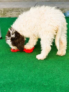 Romagna Water Dog - Grammi Gummi