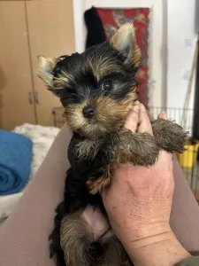 Yorkshire Terrier - Helga