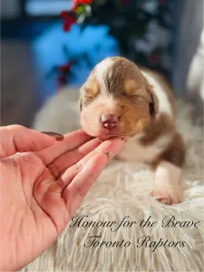 Owczarek astralijski aussie - Honour For The Brave Toronto Raptors