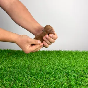 Caniche Toy - Felipo