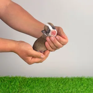 Pembroke Welsh Corgi - Yuri