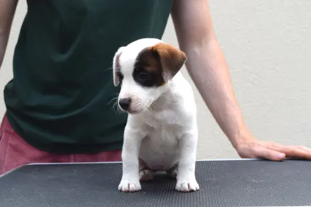 Jack Russell Terrier - Gold Leash Waffle