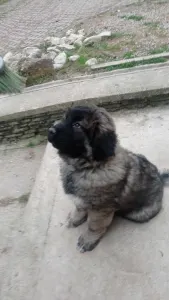 Caucasian Shepherd Dog - Cecil