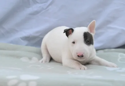Bullterrier pitic - Lucas