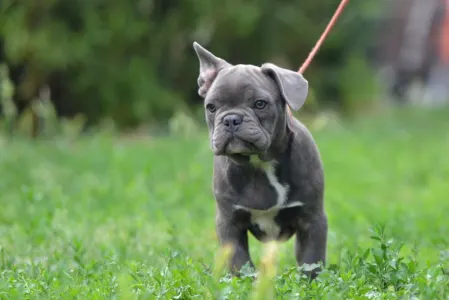 Französische Bulldogge - Magnus